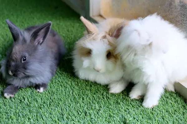 3 angora rabbits