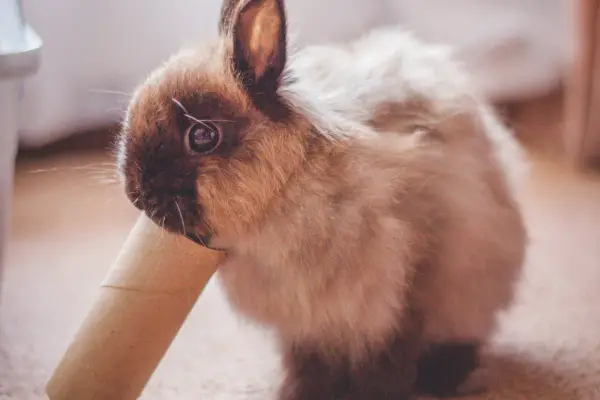 Dwarf Angora Rabbits playing with toilet roll