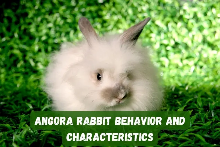 Angora Rabbit Behavior and Characteristics