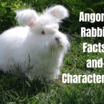 Angora Rabbit Facts and Characteristics