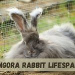 Angora Rabbit Lifespan and Health