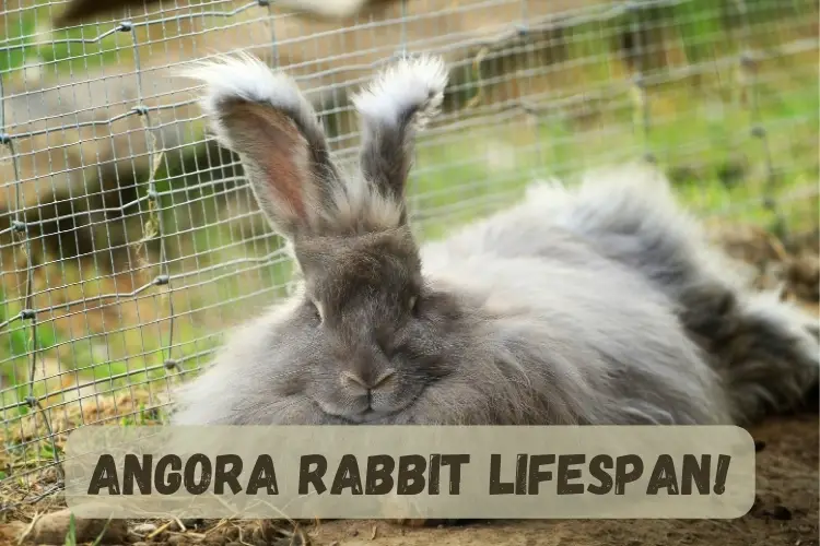 Angora Rabbit Lifespan and Health