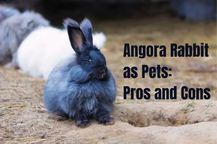 Angora Rabbit as Pets: Pros and Cons