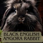 Black English angora rabbit