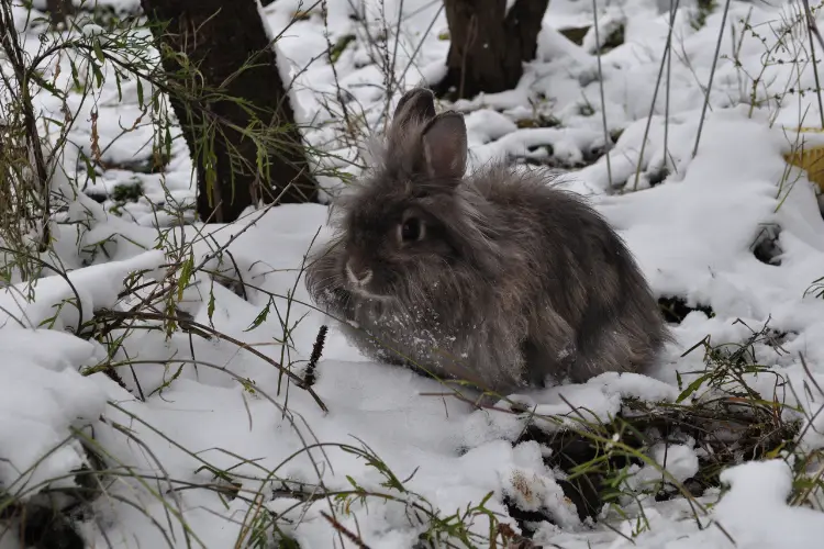 Black English Angora rabbit on snow
