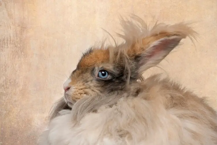 Health and Wellness for Senior Angora Rabbits