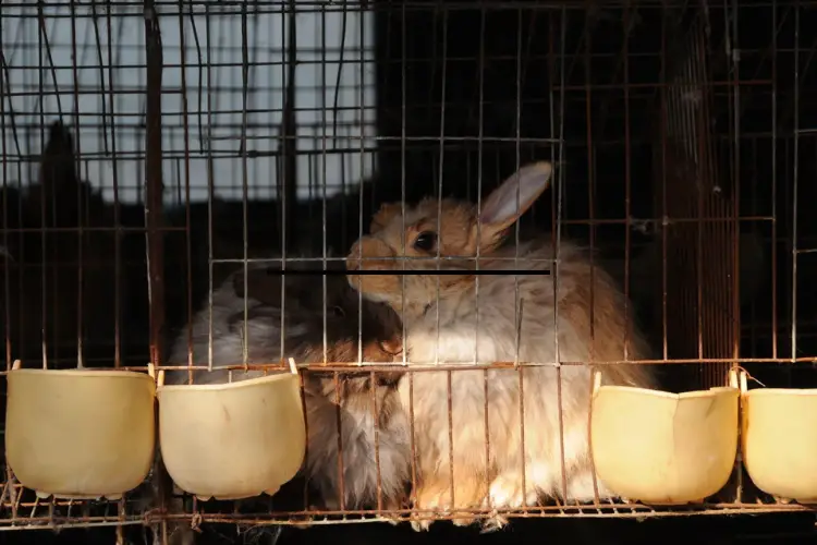 Angora rabbits health and lifespan