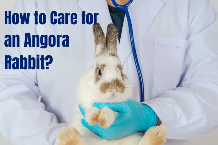 How to Care for and Groom an Angora Rabbit