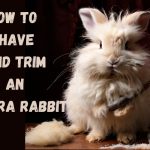 How to Shave and Trim an Angora Rabbit