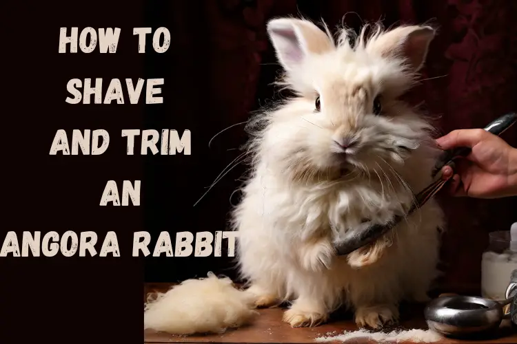How to Shave and Trim an Angora Rabbit
