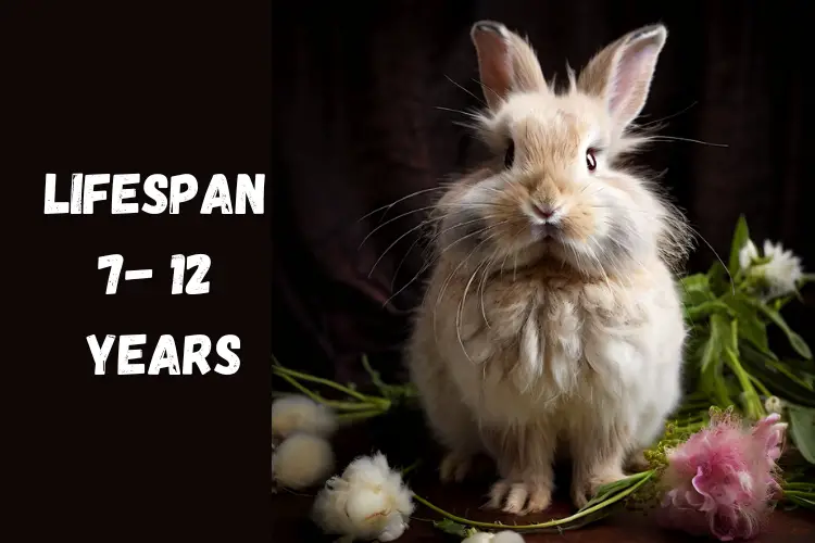 Angora rabbits life span and health