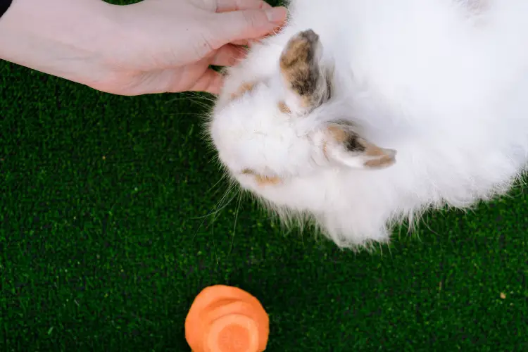 The Joy of Owning an Angora Rabbit