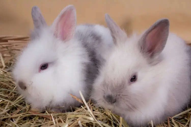 Understanding Angora Rabbit Breeds