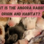 What is the Angora Rabbit's Origin and Habitat?