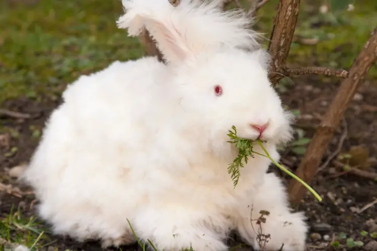 fluffy white Angora Rabbit eating herbs on grass