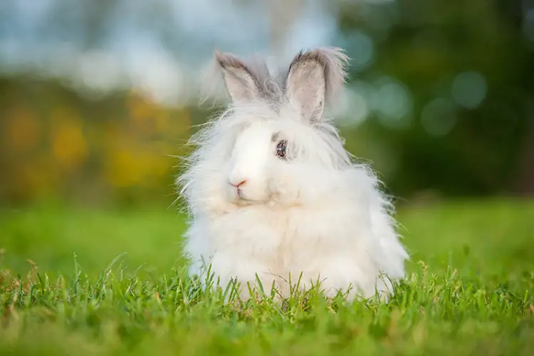 Angora rabbit lifespan and health