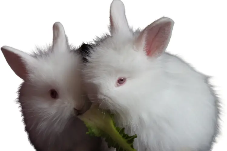 two angora rabbits eating vegetables