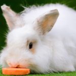 white Angora Rabbit