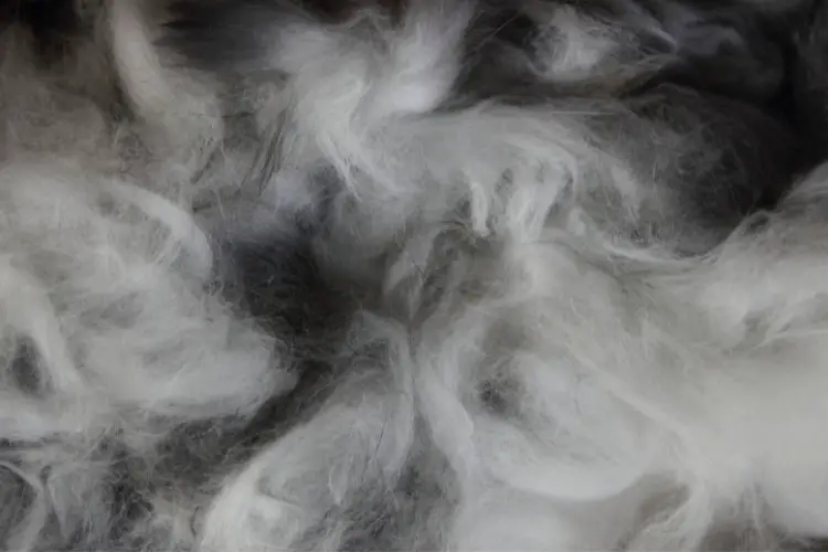 Angora Rabbit fiber wool