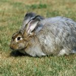 English Angora Rabbit on grass