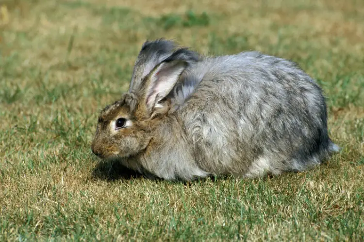 angora rabbit standing grass