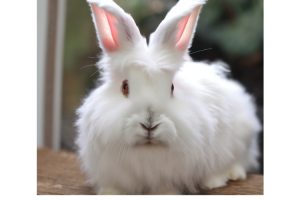 Angora Rabbit Characteristics: A Comprehensive Guide