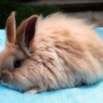 baby french angora rabbit