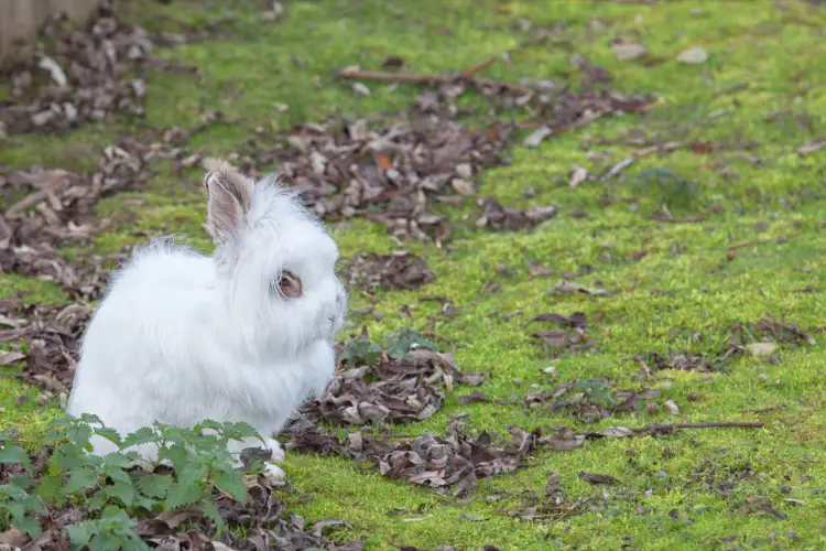 cute angora rabbit sitting in the grass