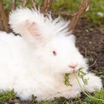 fluffy angora rabbit eating herbs on grass