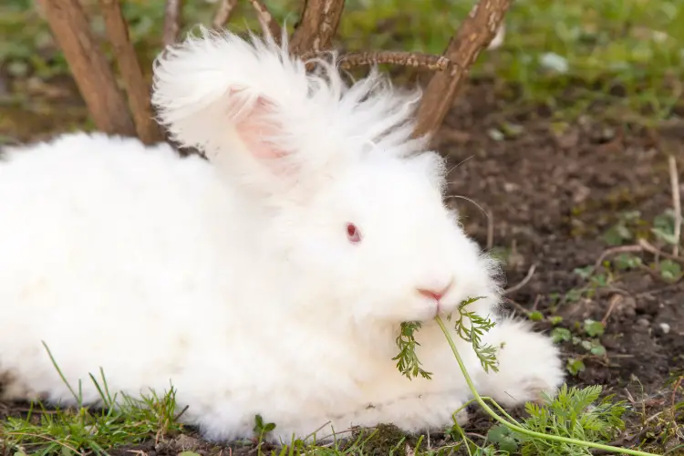 fluffy angora rabbit eating herbs on grass