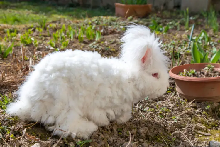 fluffy angora rabbit eating herbs , snowdrops on grass