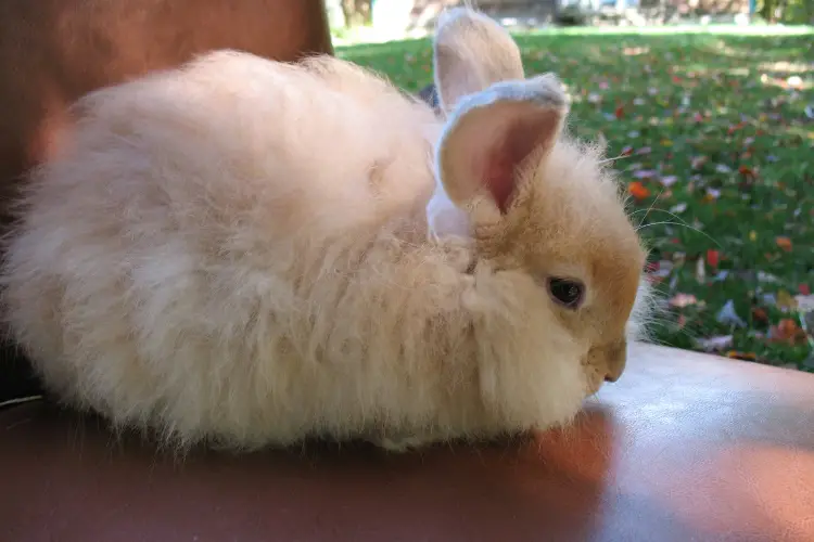fluffy angora rabbit on sofa
