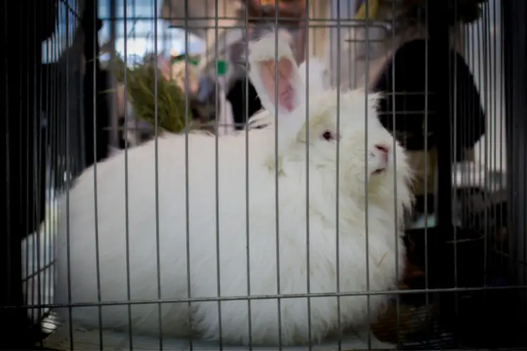 large angora rabbit in cage