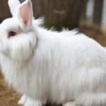 white fluffy angora rabbit