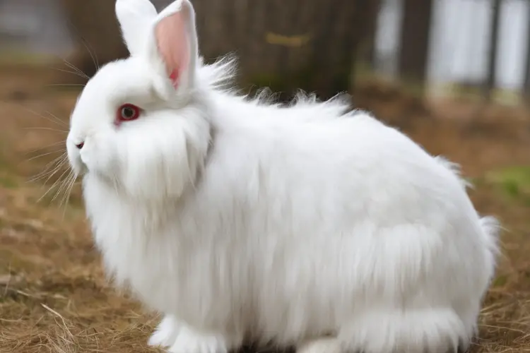 white fluffy angora rabbit