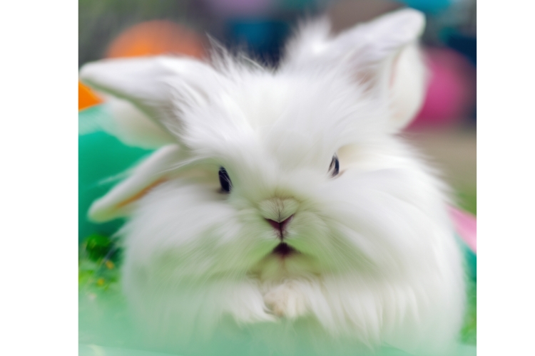 white fluffy english angora rabbit