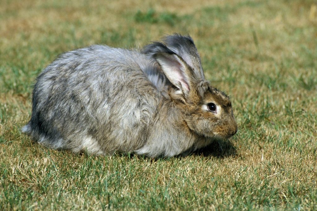 Finnish Angora Rabbits: Fluffy Wool Producers & Beloved Pets