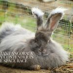 English Angora Rabbit Colors: Genetics, Show Variations & Wool Types