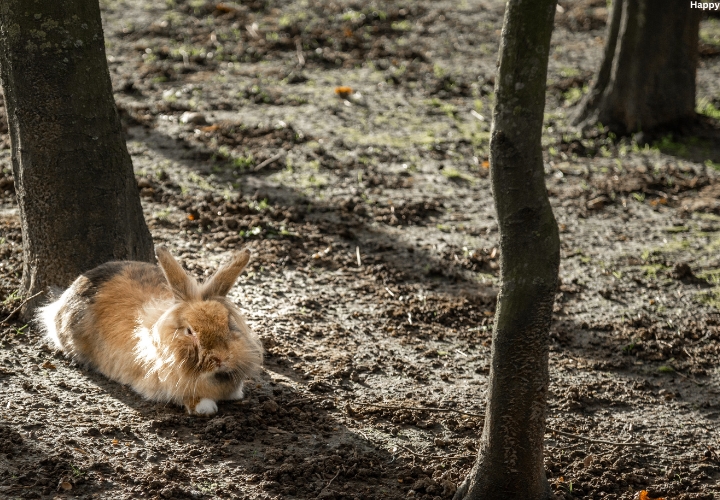 Future Trends in Angora Rabbit Breeding: Genetic Innovations and Market ...