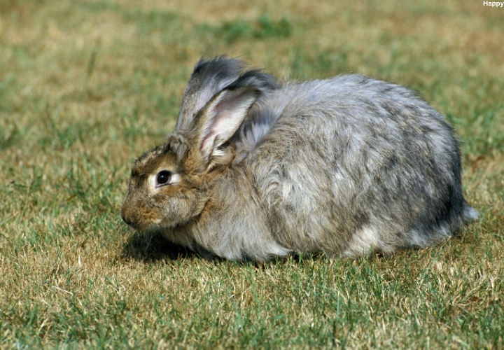Future Trends in Angora Rabbit Breeding: Genetic Innovations and Market ...