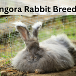 Angora Rabbit Breeds: A Comprehensive Guide to the Fluffiest Rabbits on Earth