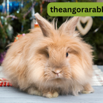 Can you Make Money with Angora Rabbits ?