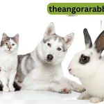 Do Angora rabbits get along with other pets, like cats or dogs?