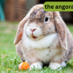 The Best Diet for Angora Rabbits: What to Feed and What to Avoid ?